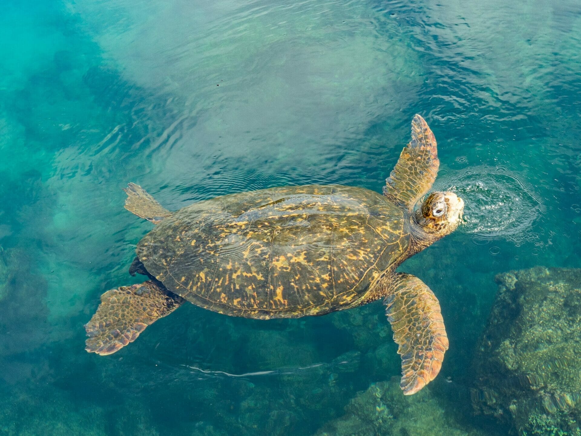 Snorkelling at Los Tuneles: the best day tour on Isla Isabela ...