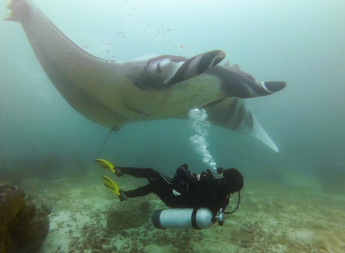 Diving with Manta Ray in Bajo Cope, Ayangue