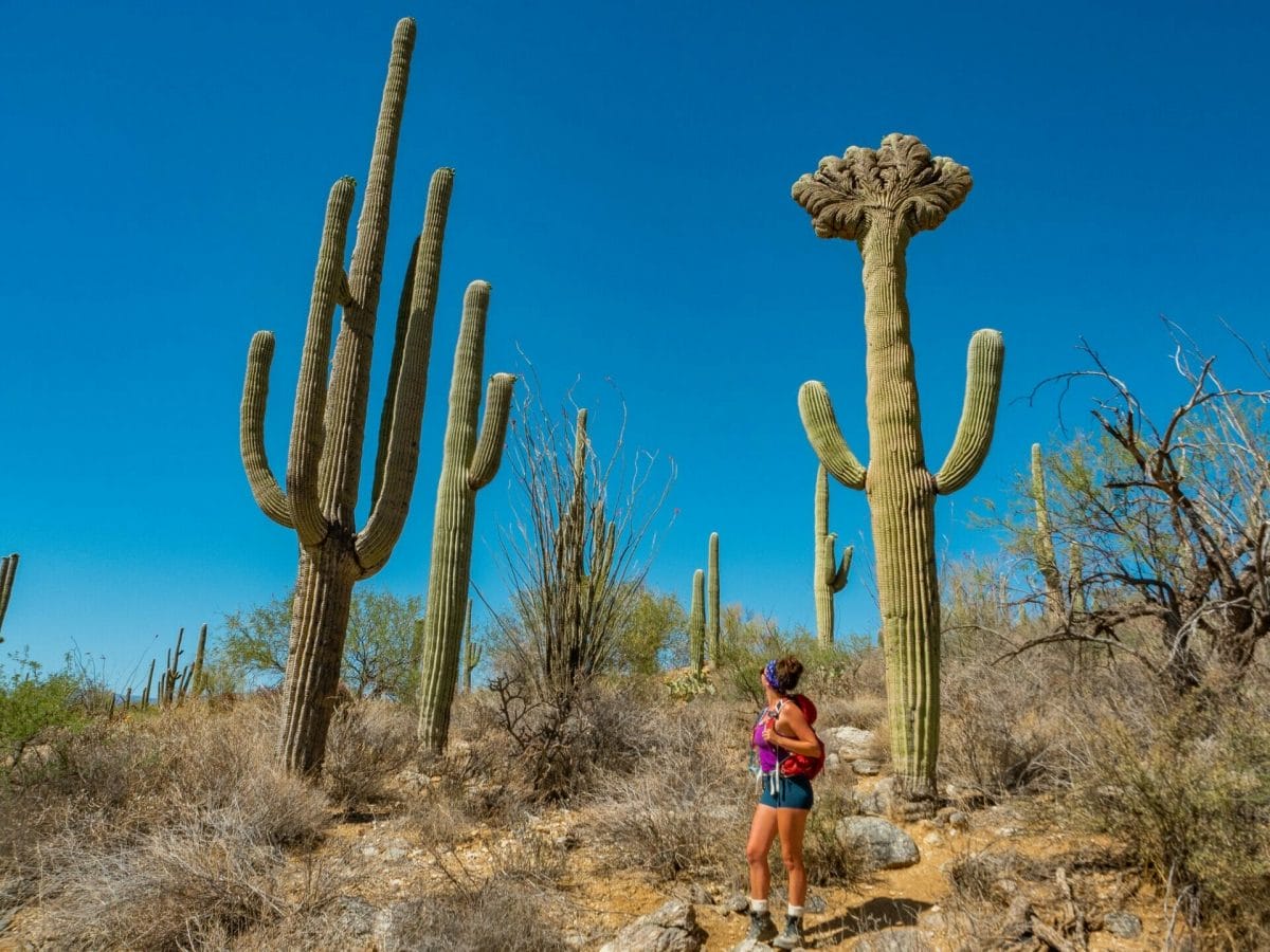 Saguaro National Park Cactus Forest Loop Drive Garwood Trail