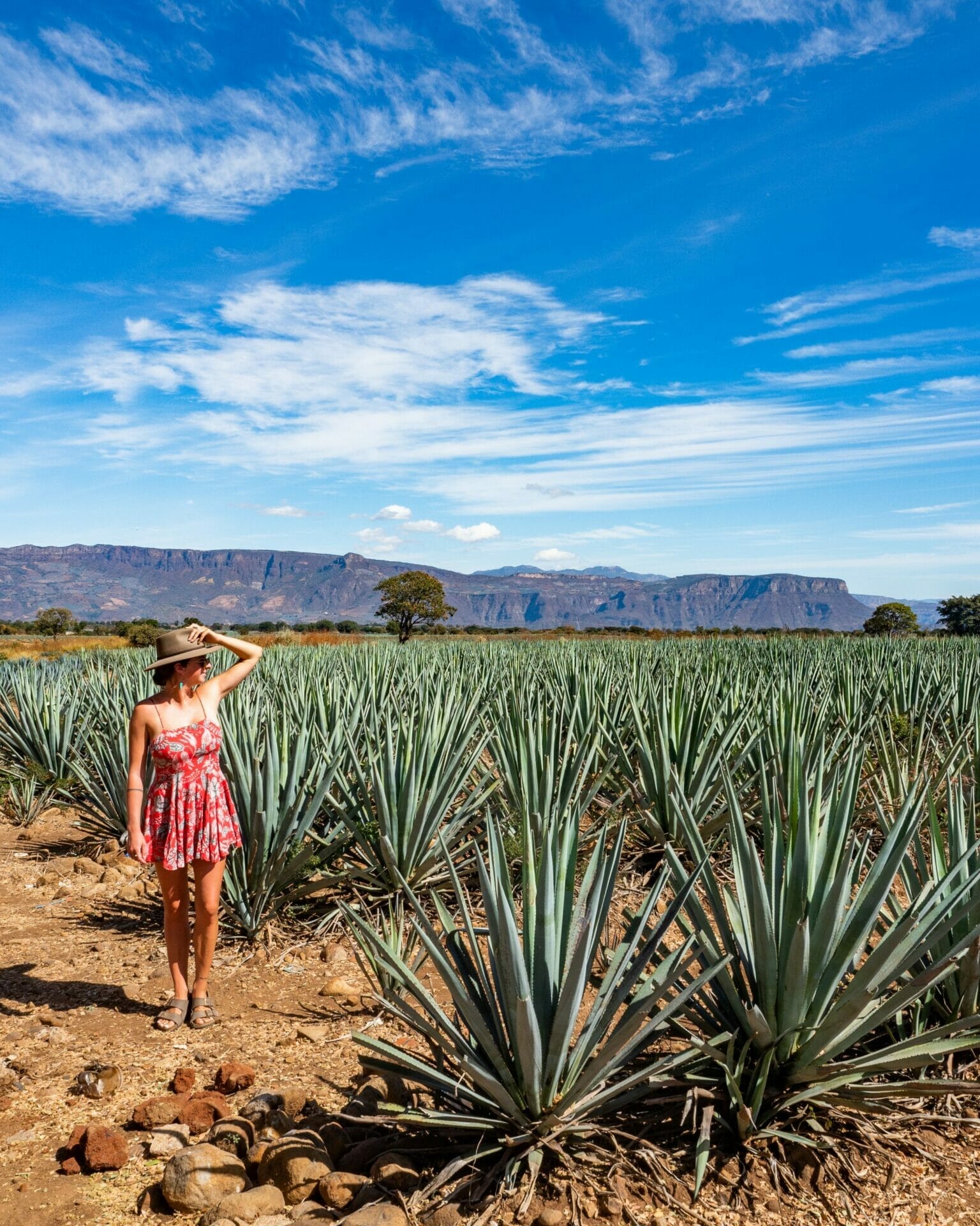 Vanlife diaries 47 Tequila Amatit n El Arenal Bosque de la