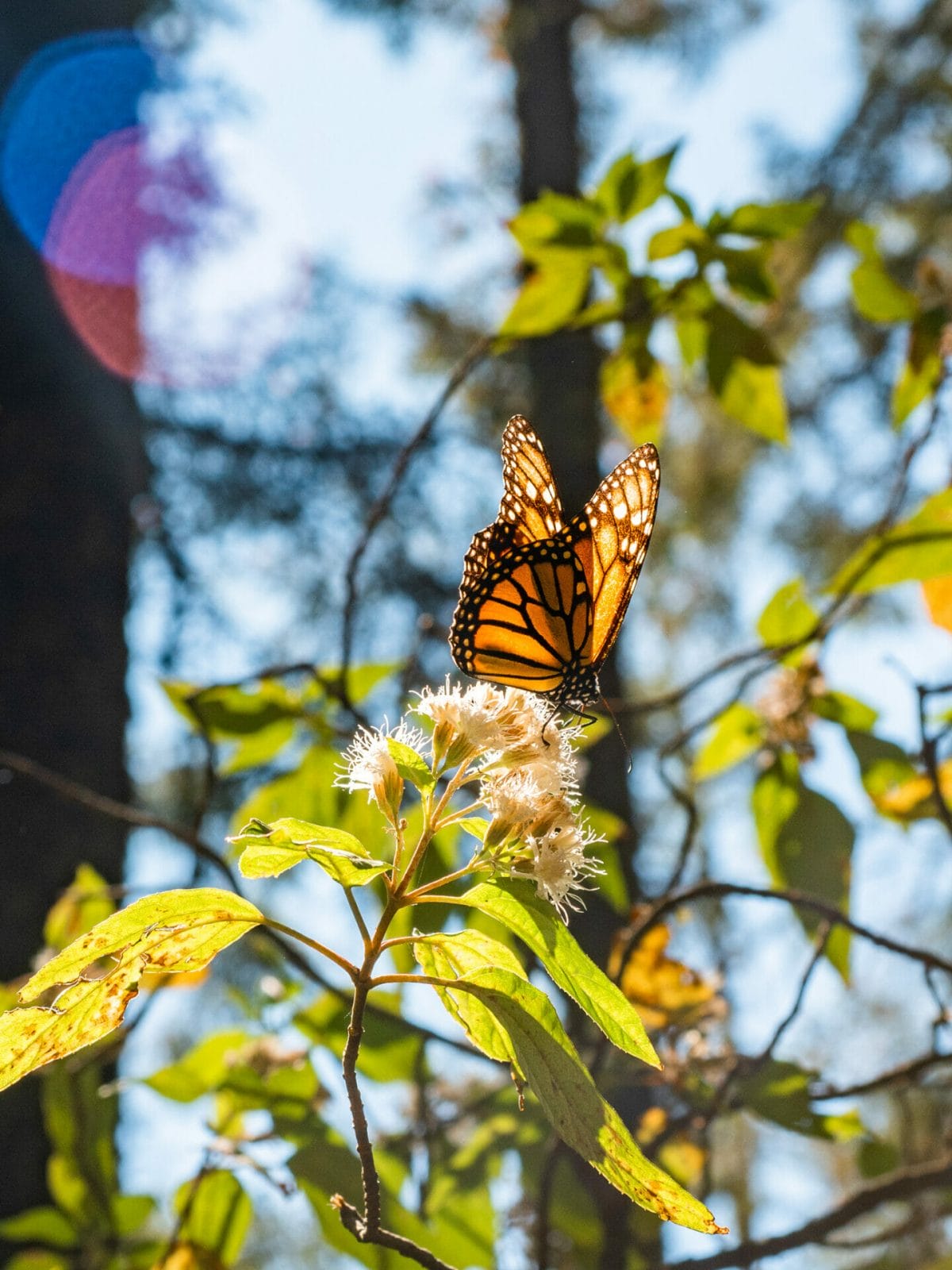 Sierra Chincua Monarch Butterfly Sanctuary Michoacan Mexico
