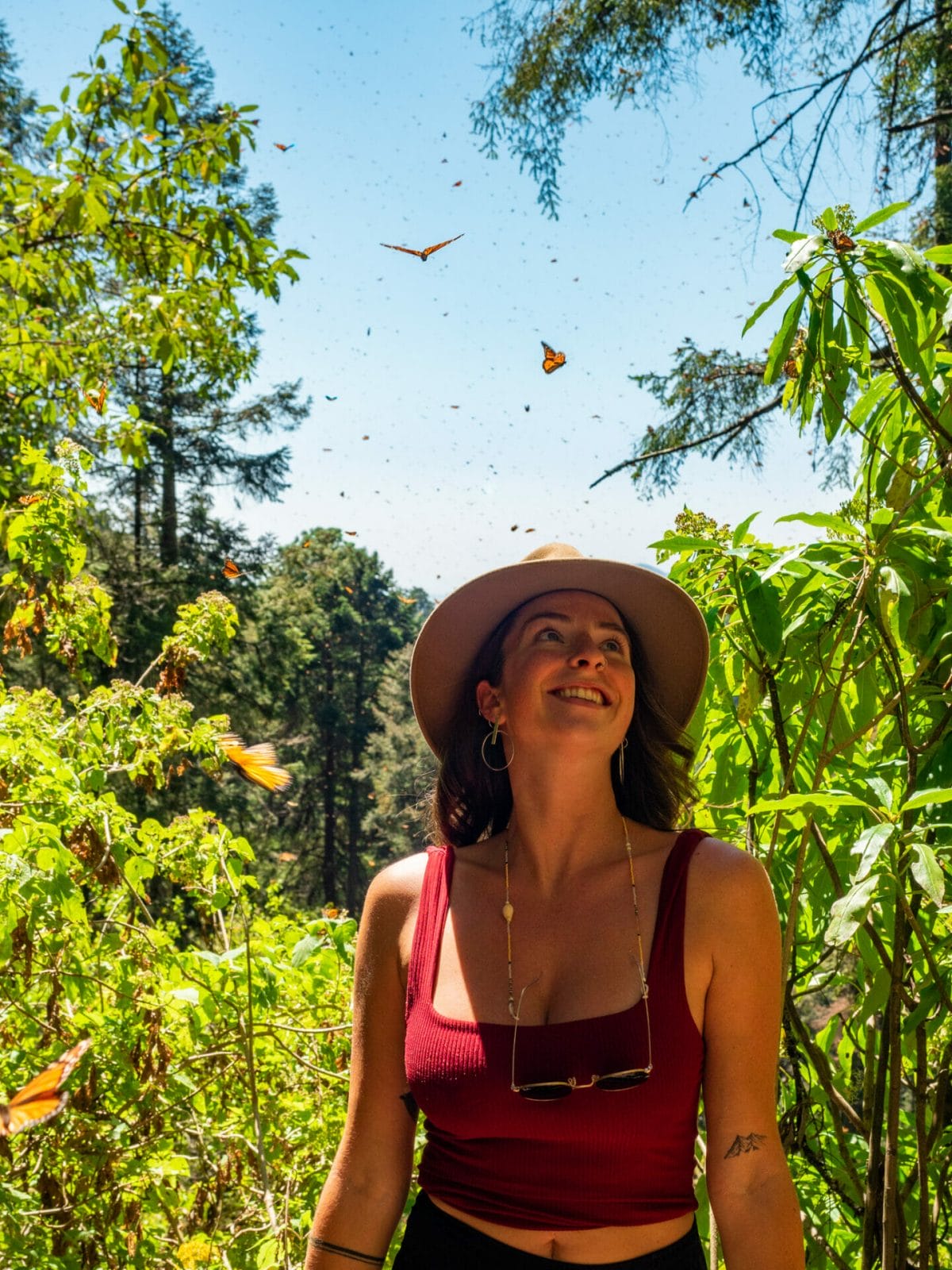 Sierra Chincua Monarch Butterfly Sanctuary Michoacan Mexico